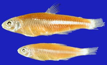 Media type: image; Ichthyology 89966